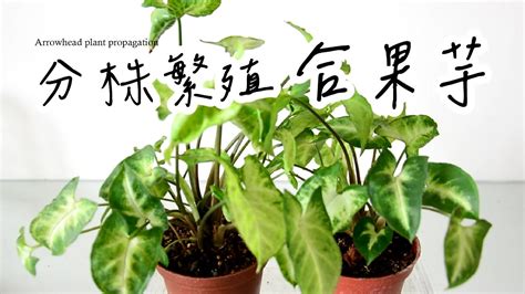 合果芋分株水耕|植物分身術！為合果芋分株繁殖超簡單 ...